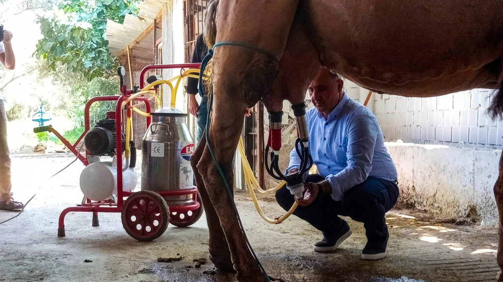 Camel Milk