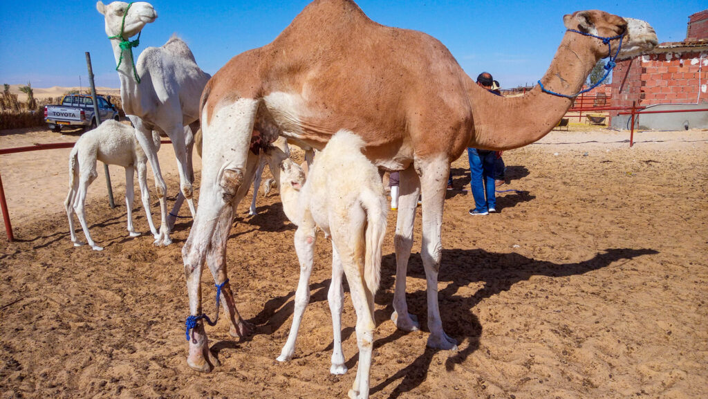 Camels