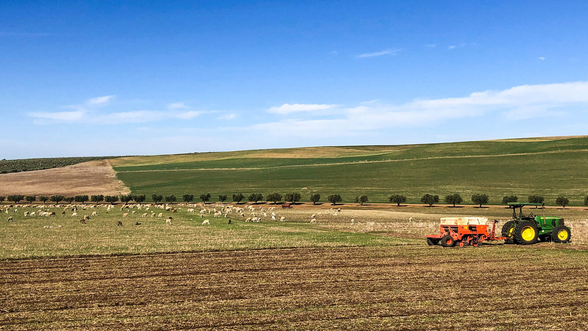 The image features a tractor in a field, surrounded by sheep grazing on the grass. It portrays an agricultural scene with a rural landscape under a clear sky. The setting indicates summer, highlighting elements of farming and crop cultivation.