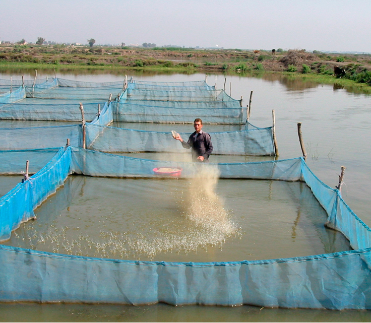 Fish farming