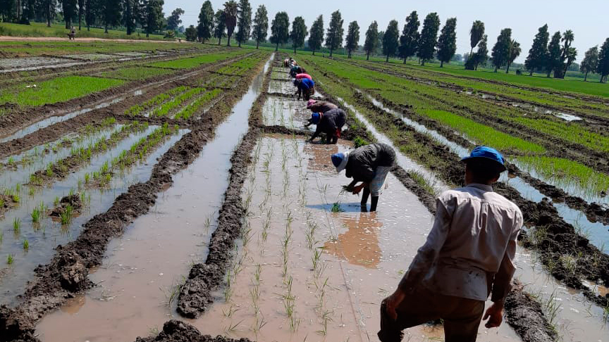 People planting