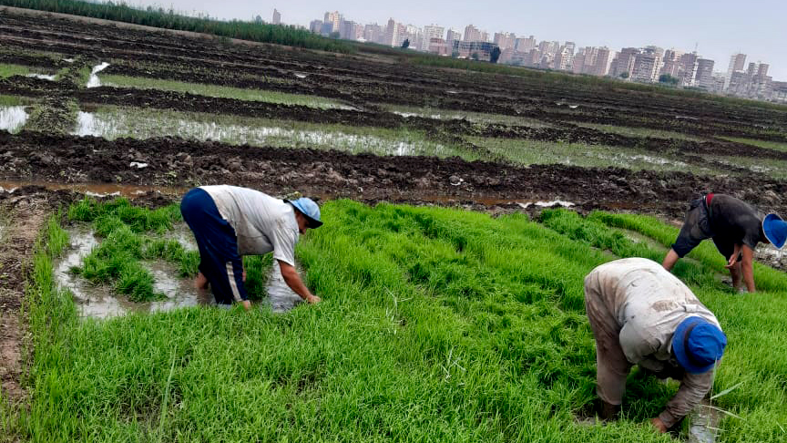 People planting